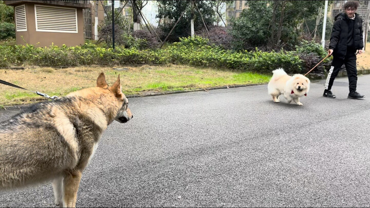 Apa yang harus dilakukan jika memelihara seekor anjing yang tidak pernah bertengkar?