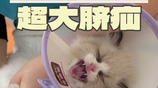 天啊，这么小的猫肚子上长了个...