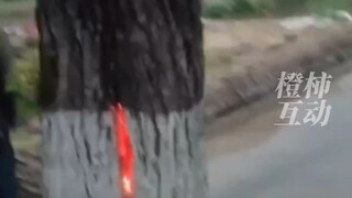 世界奇观树心着火是什么样子