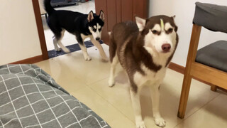 Cách chọc tức Husky