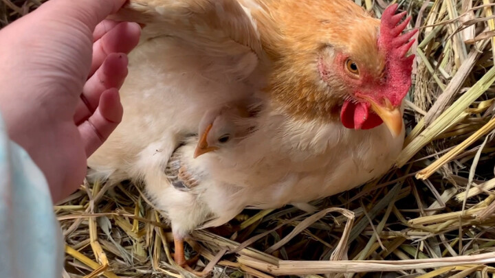 Revealed: What’s Really Under a Chicken Mom’s Wings?