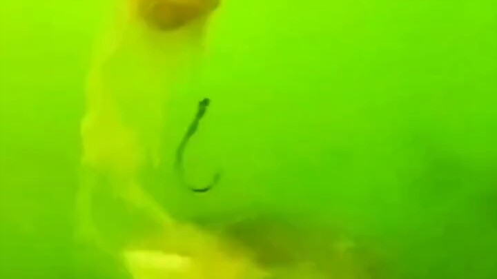 لا تكن جشعًا جدًا عند طهي السمك