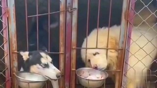 Tibetan Mastiff: Without this cage, this kid would have died three times