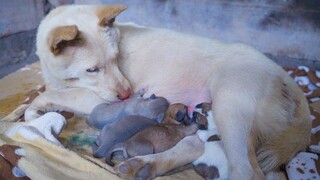 Toàn bộ quá trình một chú chó chăn nuôi sinh ra những chú chó con thật đau lòng và cảm động, tôi nấu