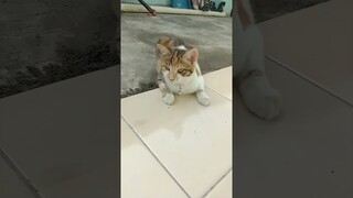 mandi yuk #shorts #vir #viral #shortsvideo #kucinglucu #kucing #shortsfeed
