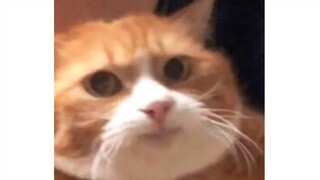 "Comfort Reading: Female Cat Master"