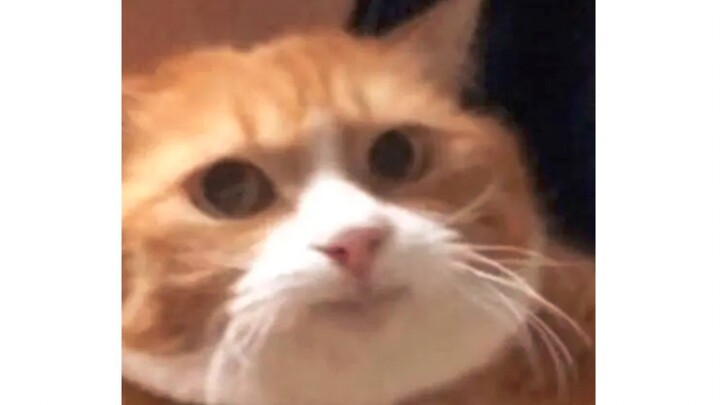 "Comfort Reading: Female Cat Master"