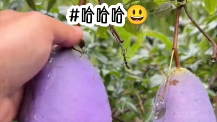 เรื่องเล็กๆ: ฮ่าฮ่าฮ่า