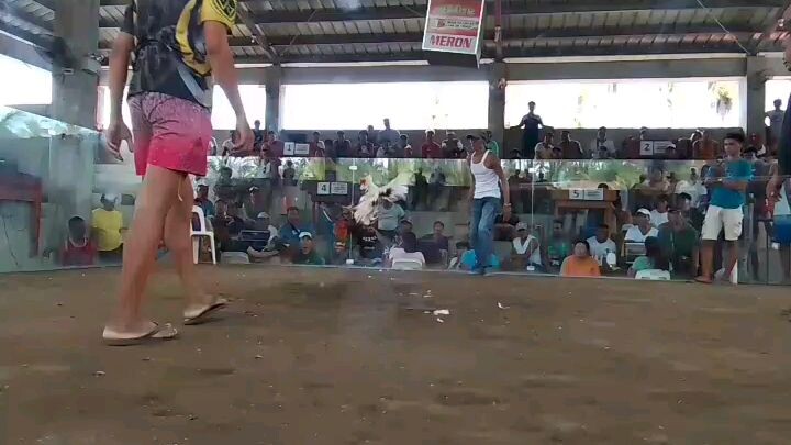nakachamba tayo mga idol  ang ating tupada line R.R.J gf  S.A.Q