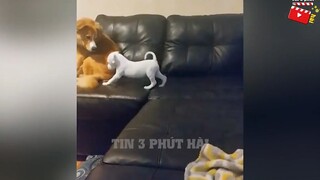 Tin 3 Phút Hài _ Tổng hợp tình huống 'HÀI ĐỘNG VẬT' không cười không lấy tiền P3