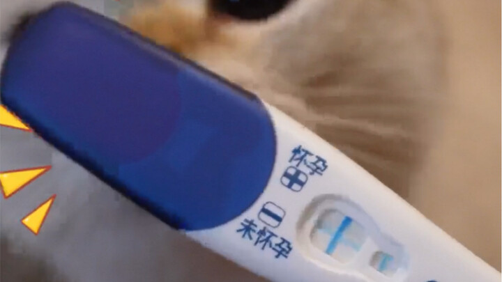 I’m pregnant and have five cats, and my mother-in-law is coming to live with us.