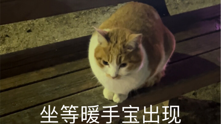 On the way home, a stray cat used me as a hand warmer.