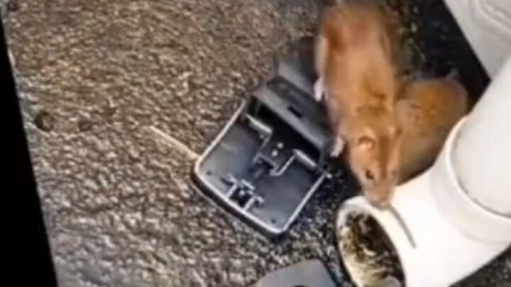 This mouse-catching method is seriously brutal!