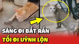 Chiếc mèo ĐẠI CA: sáng đi BẮT RẮN, tối đi UÝNH LỘN 😂 | Yêu Lu