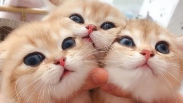 แมวน้อยน่ารักแบบนี้ ฉันจุ๊บได้เป็นร้อยตัวเลยนะ!