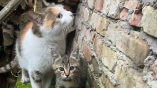 «وعاءان من نودلز اللحم الفاسد، اذهب وتناولهما في الخارج»