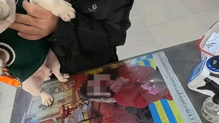 Một ngày của bác sĩ thú y nông thôn: chữa chó, chữa mèo