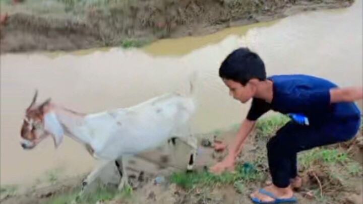 ছাগল আর আমার ভাগিনা