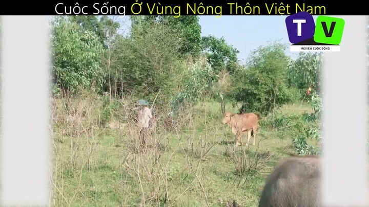 Cuộc Sống Ở Vùng Nông Thôn Việt Nam_phần 1