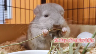 Baby Chinchilla Nibbling On Grass