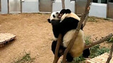[Hewan] [Panda Jin Hu] Trauma dengan Panda Betina