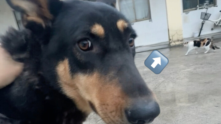 Master, I'm going to deal with that cat.