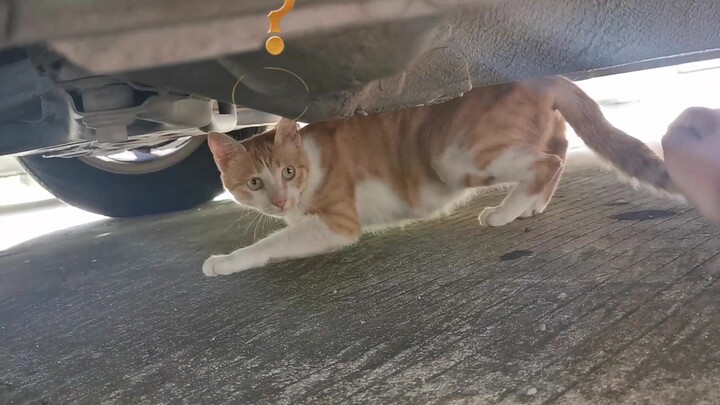 Thinking it was safe under the car, a stray cat was cruelly snatched by a thief and utterly terrifie
