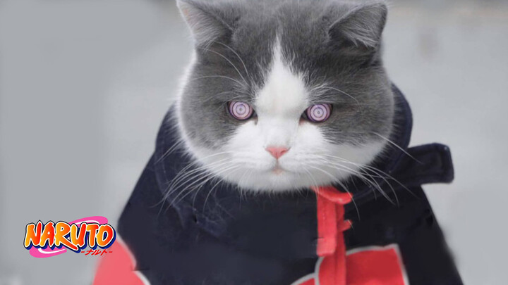 NARUTO CAT is coming