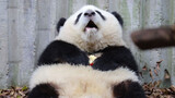 Pandas|Play Cute