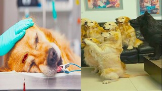 Thú Cưng TV | Trứng Vàng và Trứng Bạc #37 | Chó Golden Gâu Đần thông minh vui nhộn | Pets smart dog