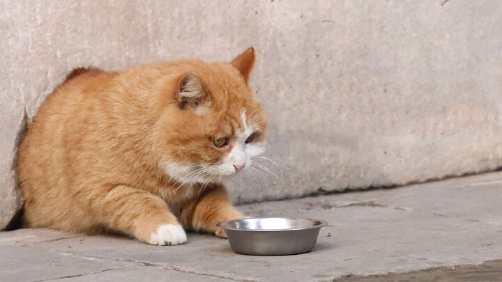 Mengapa Cat Papa di Museum Istana Begitu Gemuk?