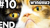 พากย์แมวๆ เดอะ ซีรี่ย์ - Season 1 Ep10 END「นายหัวฟ้า」