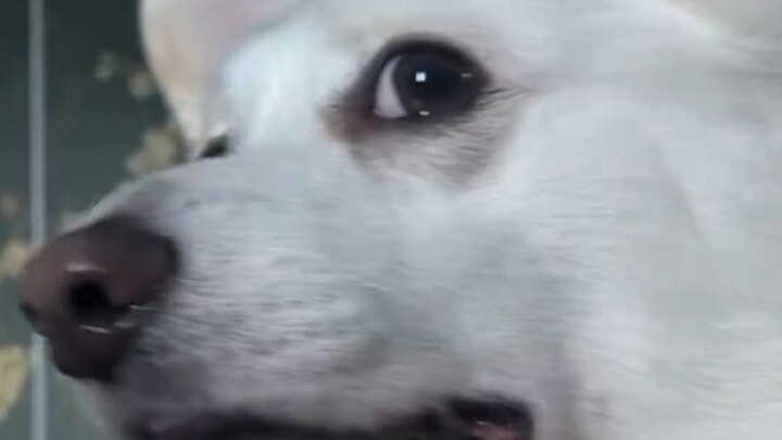 Wutong: Say another word! #puppy #cute #triggerword #hilarious