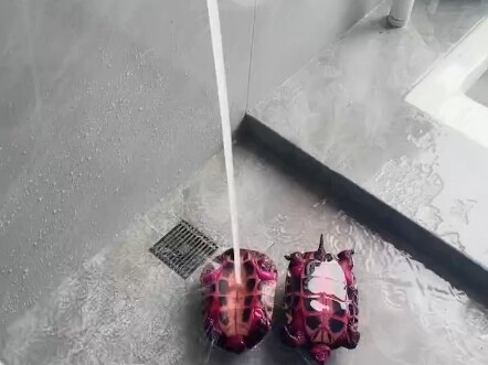 Nam Ninh, Quảng Tây: Cô gái cho rùa ăn thanh long, sáng hôm sau ra xem thì… không ngờ nó còn lột đượ