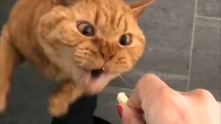 When it comes to eating prowess, cats truly reign supreme.
