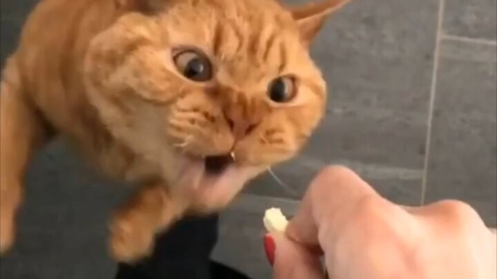 ถ้าถามว่าใครกินเก่งที่สุด แมวก็คือราชาแห่งราชา