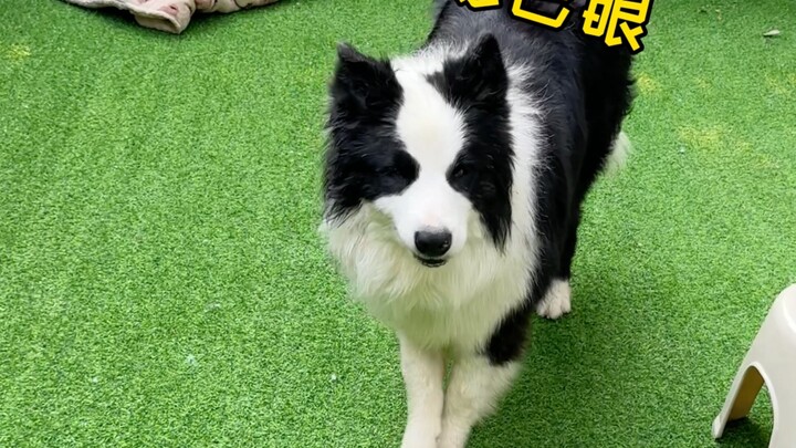 Sau khi chú chó Border Collie ôm chân cầu cứu nhận lại được chủ, người đàn ông đã tan nát cõi lòng…