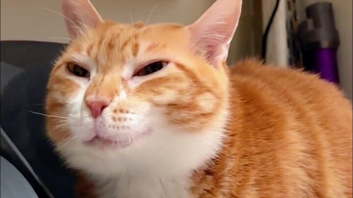 “Kucing dan anjing: Saat sembelit, siapa lagi yang peduli penampilan!”