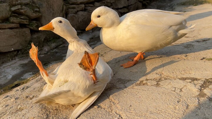 Kakak Angsa, bisakah membantuku sebentar?