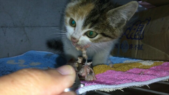 Menculik alih-alih membeli, kucing paling manja