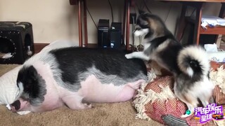 永远叫不醒沉睡的猪，哈士奇都要疯了