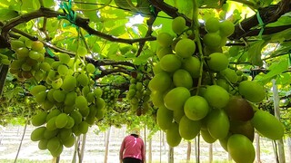 48H MŨI NÉ VĨNH HY | TẬP 5 - Vườn nho Ba Mọi Ninh Thuận