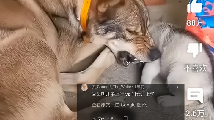 โลกออนไลน์ถกเถียงกันอย่างกว้างขวางเกี่ยวกับทัศนคติที่แตกต่างของ “หมาป่าจีน” ต่อบุตรชายและบุตรสาว มีย