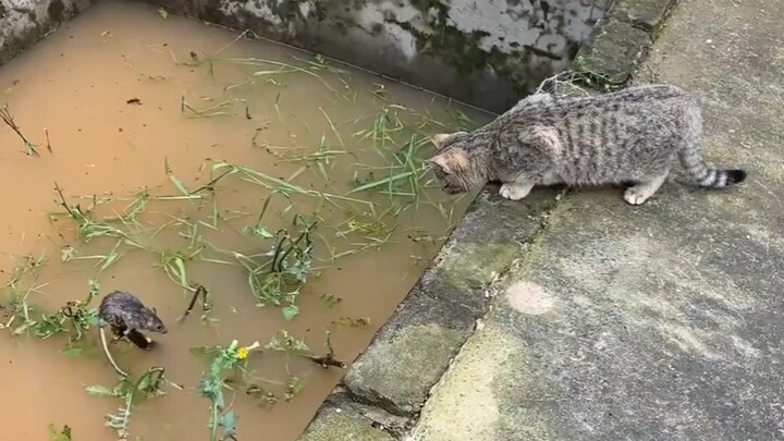 Mèo con bắt chuột