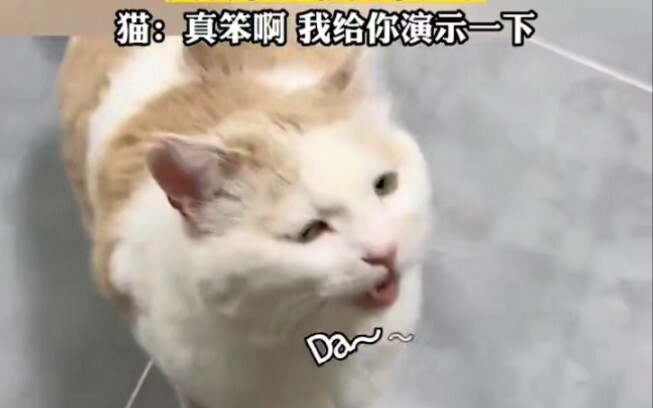 After the owner practiced tongue-clicking for three days, the cat ended up learning it first.