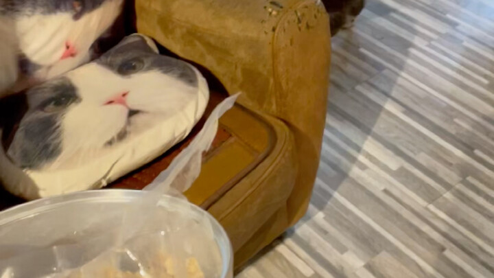 Trust between cats and humans has shattered!