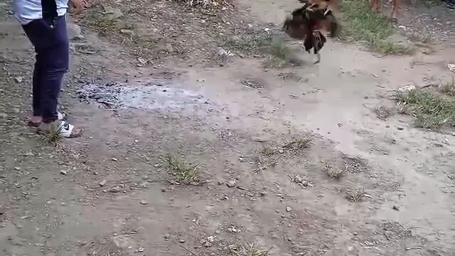 nagulat mga kalaban naten mga idol sa Pinakita Ng manok naten 🤣😂