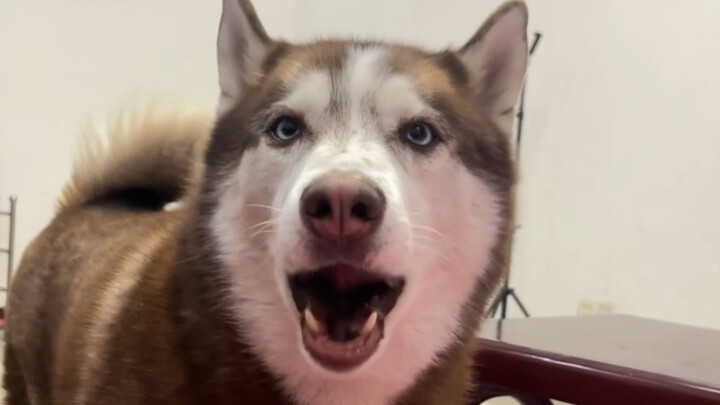 Husky: I hate humans who don’t know their boundaries!