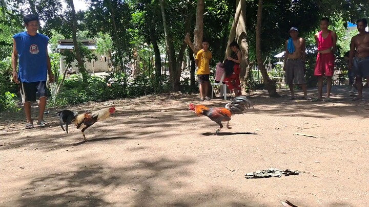 mlaki klban nmin pero npaayaw sa palo ng talisay