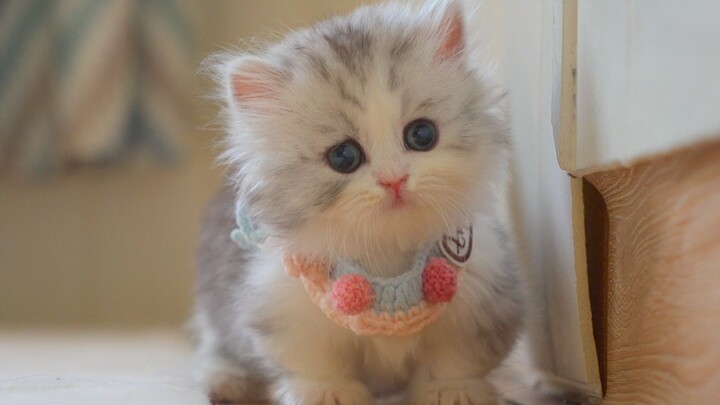 A little kitten’s unexpected reaction upon first seeing a new species — a chicken!
